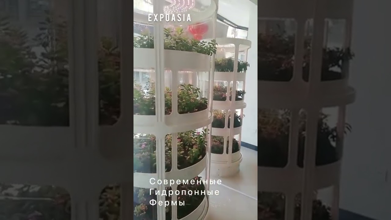 Гидропоника: ее преимущества и в чем ее особенности #shorts