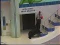 My All Time Favorite Sea Lion Shows At SeaWorld Orlando Part 1