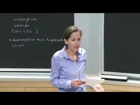 16.PKとNRPシンターゼ2 (16. PK and NRP Synthases 2)