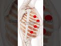 The Intercostal Muscle Trigger Points