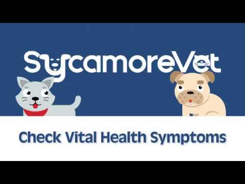 Checking Vital Health Symptoms - Cats