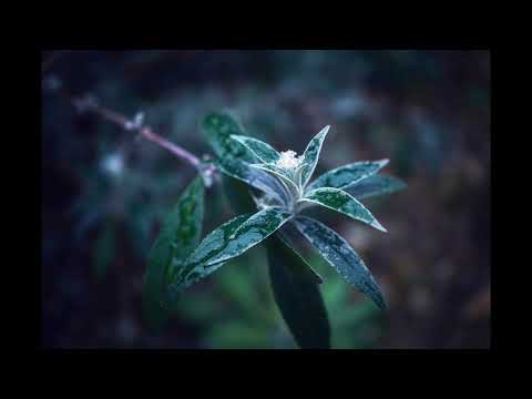 image : Samedi au jardin : le piton bleu (Ile de la Réunion)