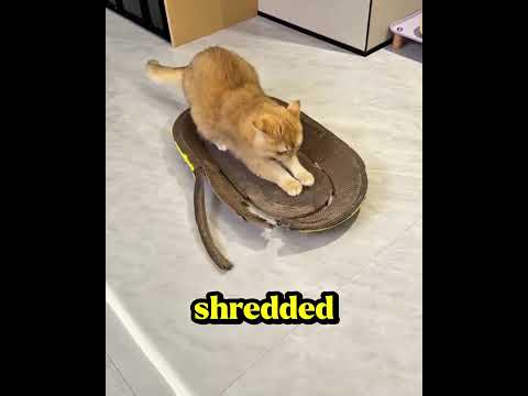 This Cat Finally Met Its Match! 😂