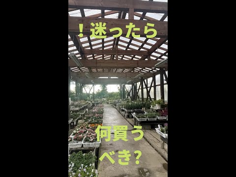 夏の間ずっと緑豊かな庭に適した、熱波に強い植物はどれですか?干ばつと暑さを笑う10の品種  庭園