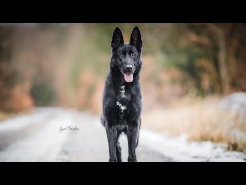 Cox zo sutoku Hrona - protection 14 months