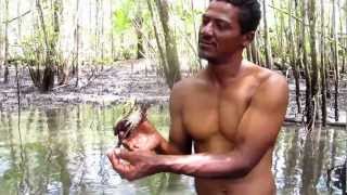 preview picture of video 'Itacare Brazil - Pulling Mud Crab From It's Hole'