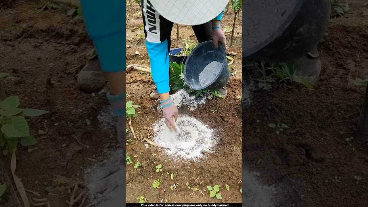 Why are these farmers spreading lime in elephant foot yam fields 😲l #elephantfoot