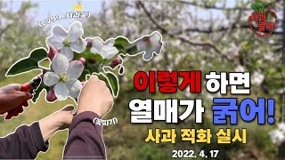 사과 꽃따기ㆍ이렇게 하면 열매가 햇볕 잘보고 굵어져요.경험과 안전,정석을 말하는 사과콜라TV