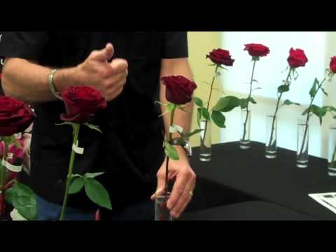 Valentine's Day Fashion Show - Episode 1 of 5