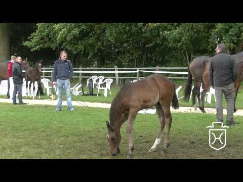 Holsteiner Fohlenchampionat 2015 - Segeberg - Siegerhengstring