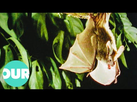 The Rarely Seen Nightlife Of Bats & Why They Are Vital For The Earth | Our World
