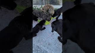 Perro de Presa Canario Puppies Videos