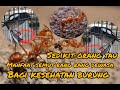 Sedikit Orang Tau Manfaat Semut Rangrang Dewasa Bagi Kesehatan Burung Kacer Semutrangrang
