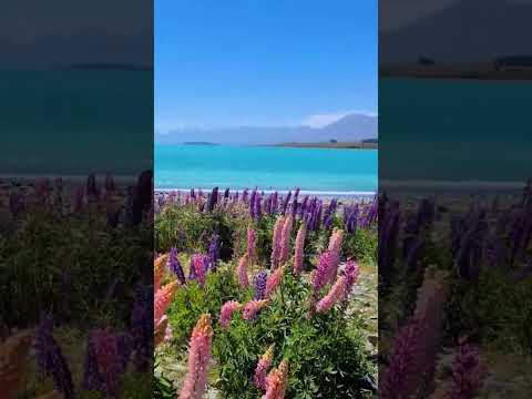 Meu lugar feliz 💜 📍 Lake Tekapo, NZ #newzealand #lupin #travel