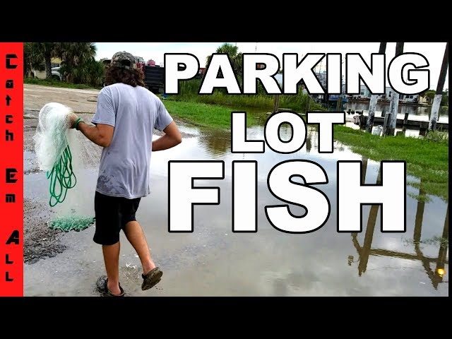 FISH in FLOODED PARKING LOT!