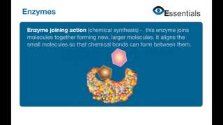 Essentials Video Animation - Enzymes