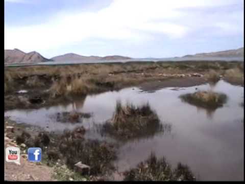 LOS OLIVOS DE VILQUECHICO