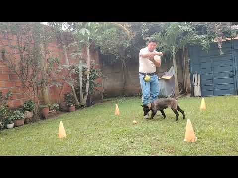 Nahla Día 15 de obediencia básica