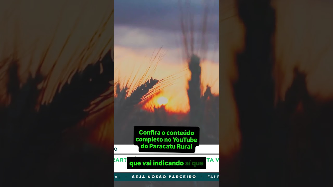Feijão Sobe sem Oferta; Chuvas Ameaçam o Arroz; Trigo Vai Disparar?