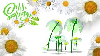 Hello Spring! Flowers for you.
