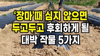 장마 때 심지 않으면 두고두고 후회하게 될 대박 작물 5가지