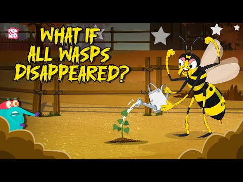 What if All Wasps Disappeared? | Why Do We Need Wasps? | Learn About Insects | Dr. Binocs Show