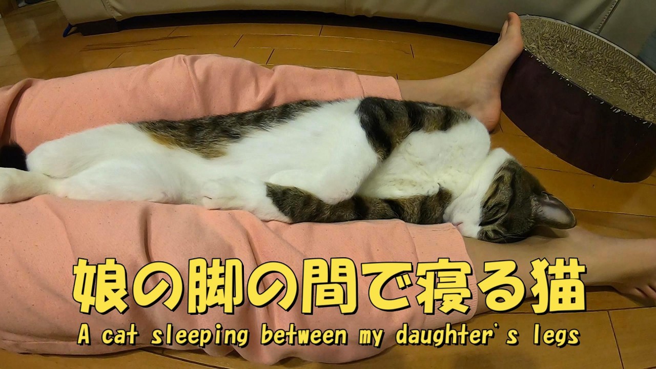 娘の股の間で寝る猫　相当気持ちいいのか？警戒心がありません　暴れ猫/保護猫ハナ♂
