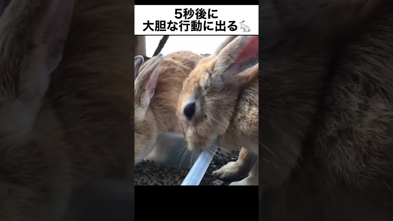 5秒後に大胆な行動に出るうさぎ