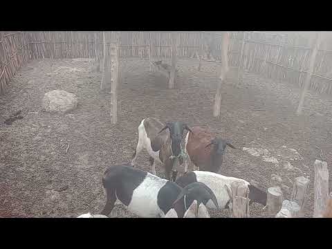 ovelhas de Riachão Miraíma ceará 