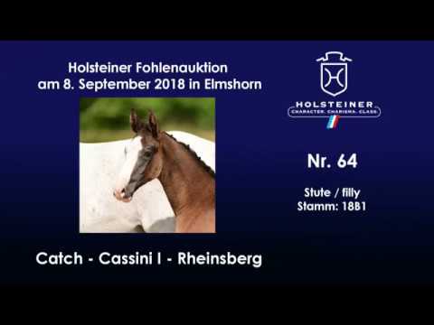 Holsteiner Fohlenauktion | Nr. 64 v. Catch - Cassini I