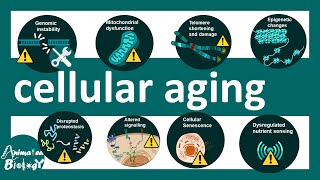 Cellular aging | Cellular Aging and Genomic Instability: Definition &amp; Overview – Aging | USMLE step1