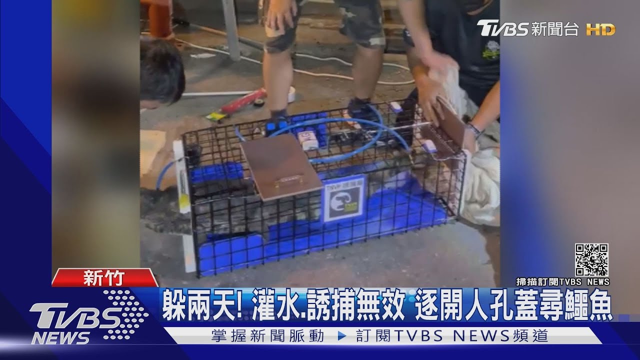 寵物鱷魚趴趴走兩天 距住家200M水溝尋獲