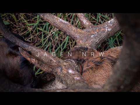 Rotwildjagd in Masuren - Brunft im Land der tausend Seen - jagenNRW - Hirschjagd - Jagdbüro Kahle