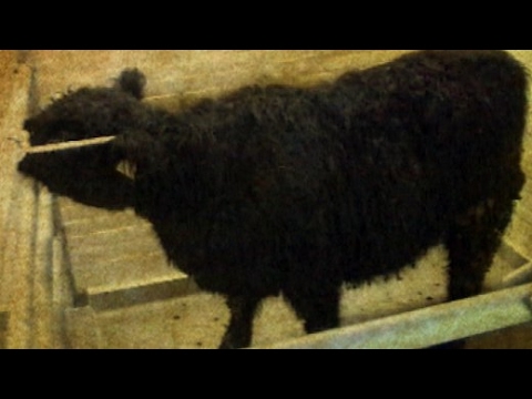 Vor 20 Jahren: Erster BSE-Fall bei einem in Deutschland geborenen Rind | SPIEGEL TV