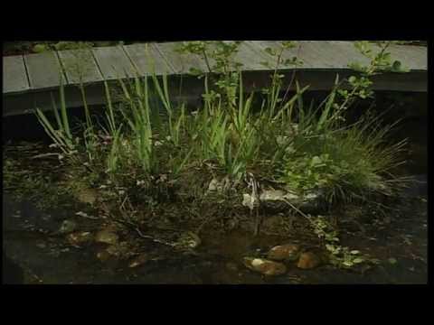 Gartentipps, Teichreinigung, so geht die Säuberung des Gewässers