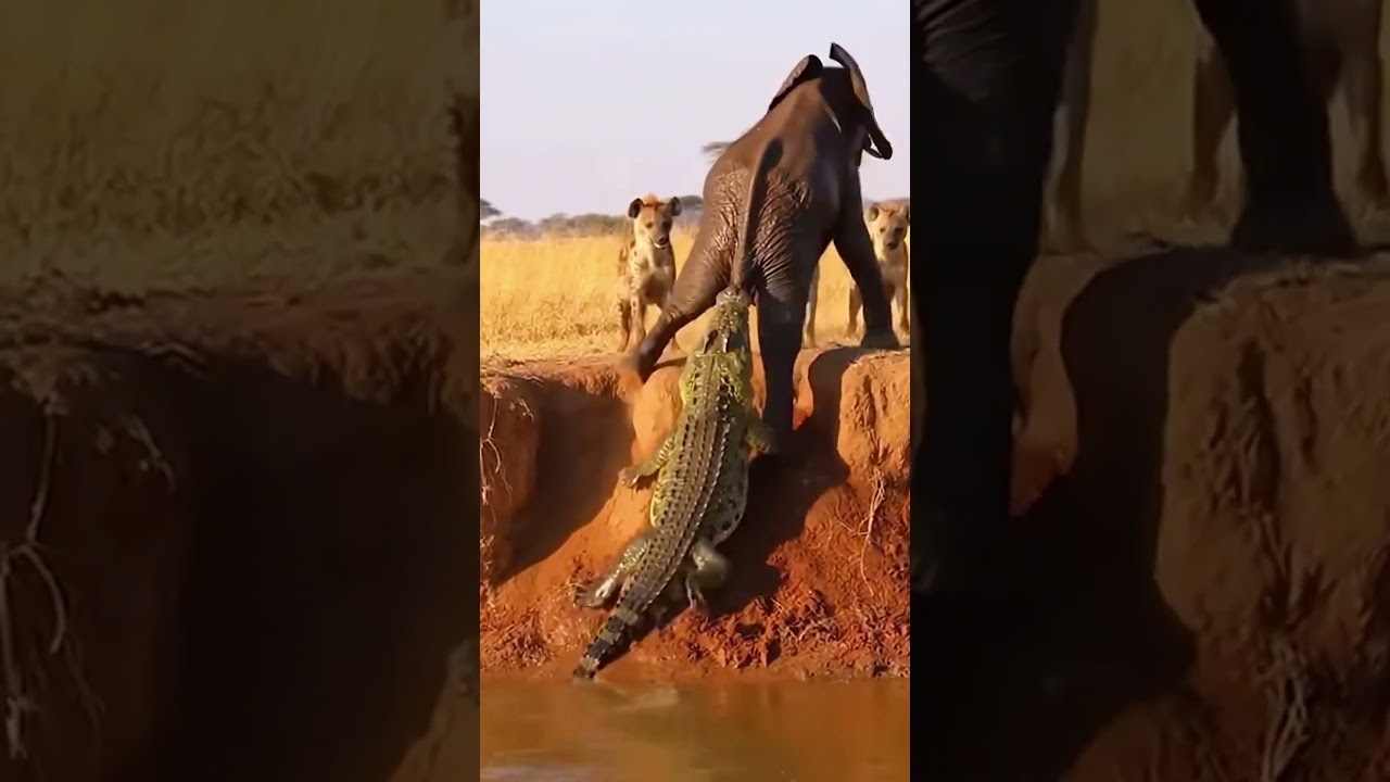 코끼리·악어·하이에나의 생사를 건 치열한 사투! #wildliferescue #wildlife