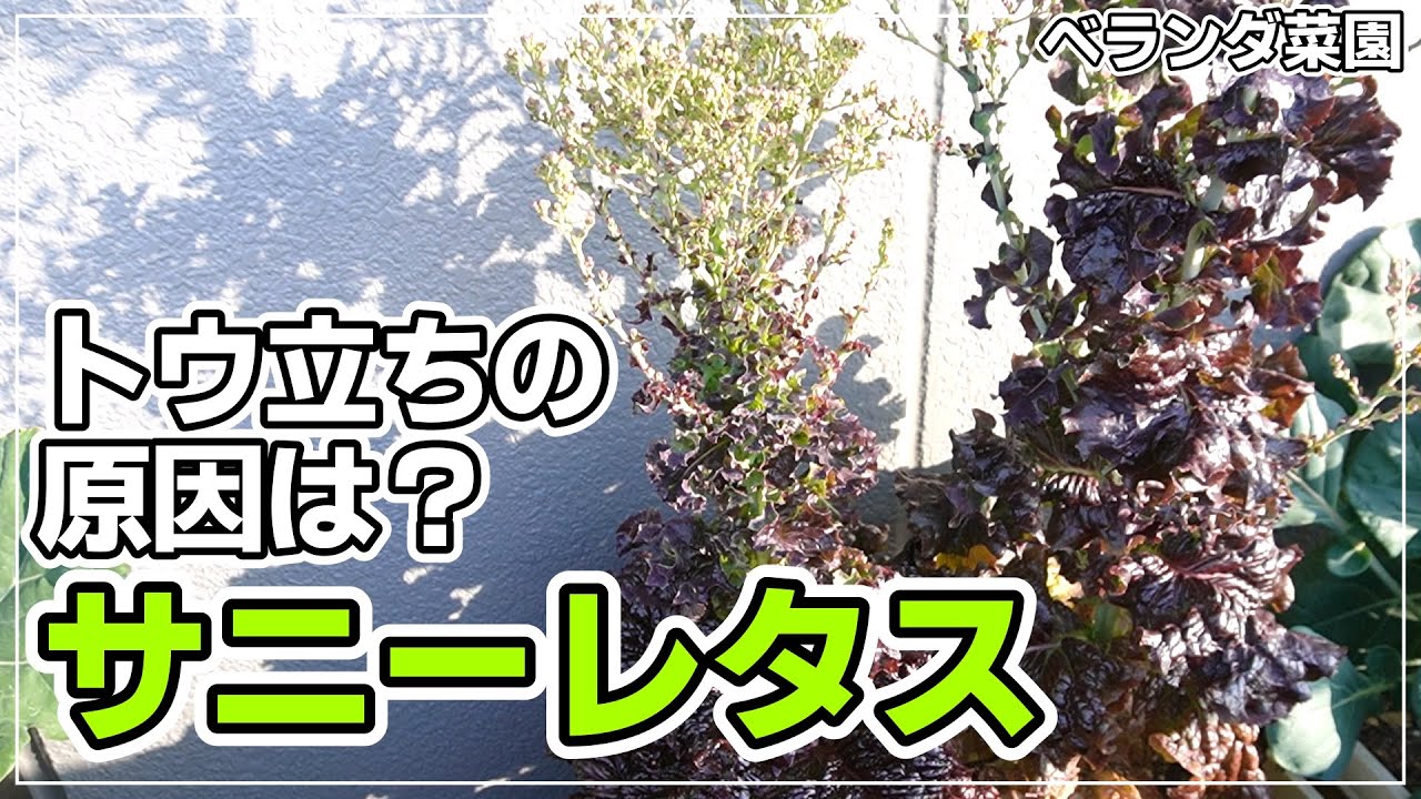 【ベランダ菜園】サニーレタスの早すぎるトウ立ち。原因と対策を考える
