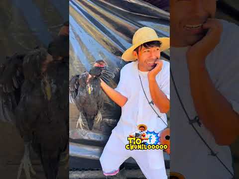 Se robaron nuestros pollos de granja con jorjais y batería 😭