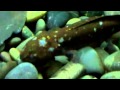 On Location: The Axolotl 