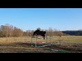 Super jeune cheval de CSO par Balou du Rouet 
