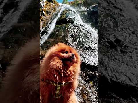 Recaídas en la ignorancia y la naturalidad de la paz y la felicidad  - F.  Lucille