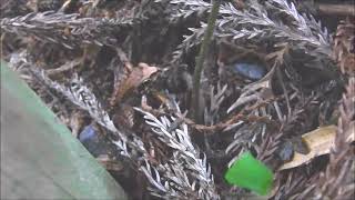 ムビる18485 20210725 003 ヤマアカガエル yamaakagaeru