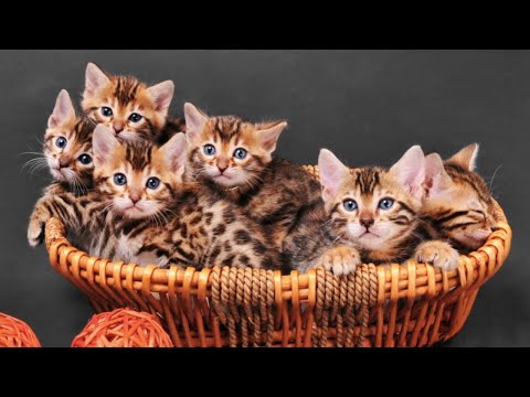 Funniest animals / Funny cats and dogs 2022 / #17