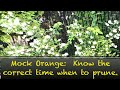 Pruning Mock Orange