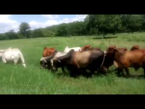 Toros Venta - Ilusión