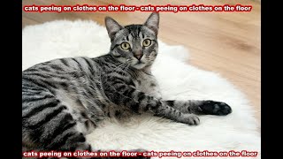 cats peeing on clothes on the floor - cats peeing on clothes on the floor