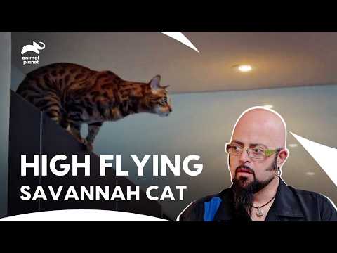 Hochfliegende Savannah-Katzen sind eine Katastrophe für diesen Fallschirmspringer | Meine Katze a...