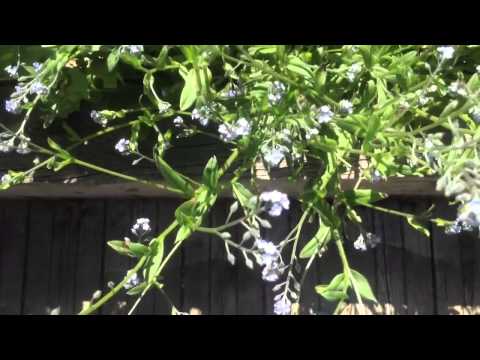 ❤ Life is rosy music video by Erin ❤