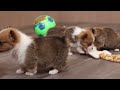 Welsh Corgi Pembroke dogs for sale: REX - Video 1