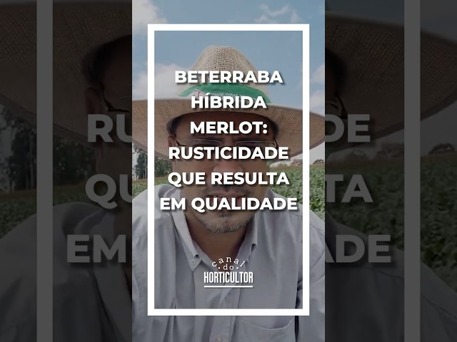 Sanidade + Produtividade = Beterraba Híbrida Merlot!